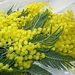 Создаем нежную веточку мимозы