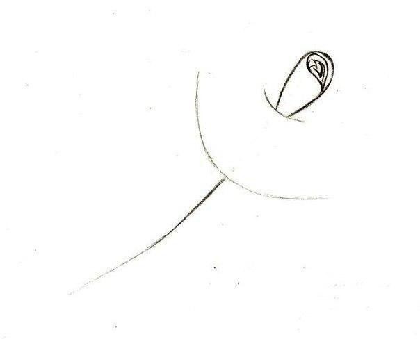 Рисуем розу