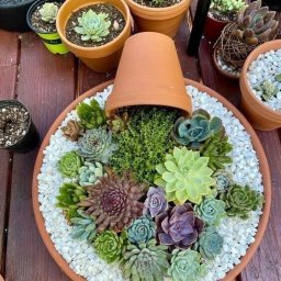 ​Картины из суккулентов