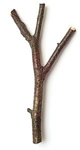 Дерево из скорлупок от фисташек Дерево из скорлупок от фисташек