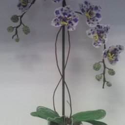 Орхидея с пятнами