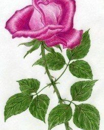 Рисуем розу цветным карандашом поэтапно