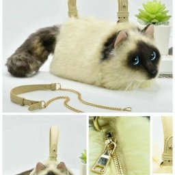 Рюкзаки и сумки с котиками: идеи для творчества