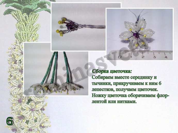 ​Восхитительный эукомис