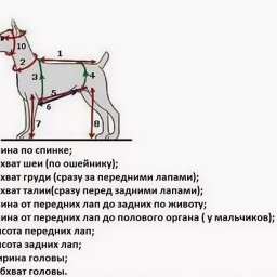 ​Как правильно снять мерки с собаки