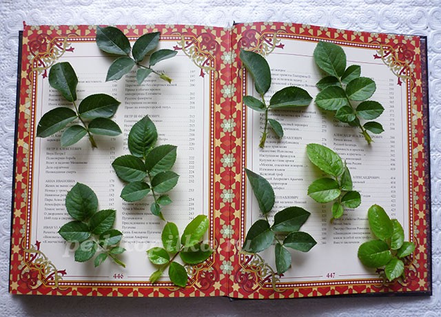 Розы из цитрусовых: мастер-класс