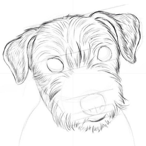 Рисуем собаку карандашом: джек рассел терьер