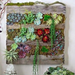 Панно из суккулентов
