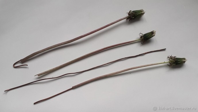 Одуванчиковое счастье