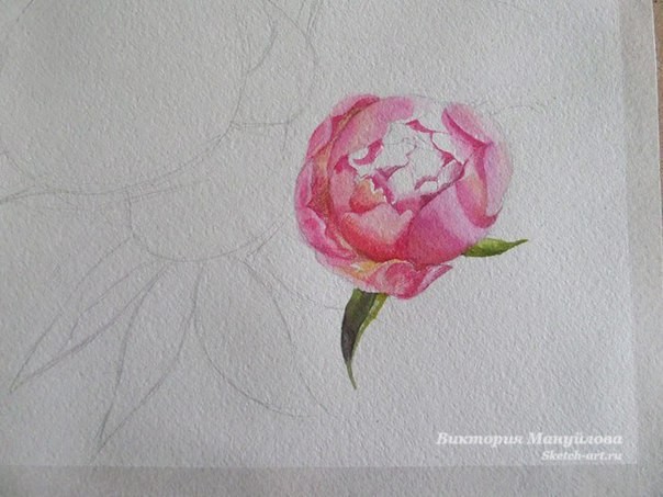 Рисуем роскошные пионы