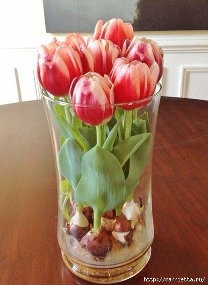 Чудесная идея выращивания тюльпанов в прозрачной вазе