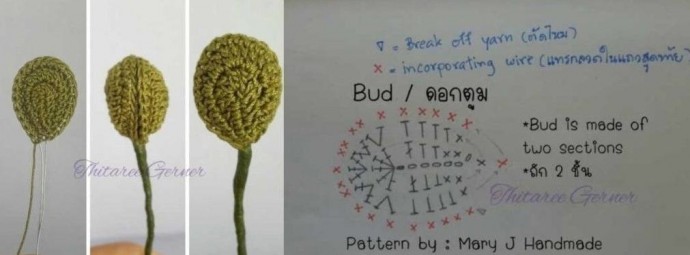 ​Орхидея крючком