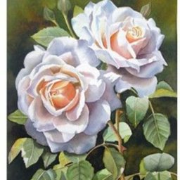 ​Розы акварелью