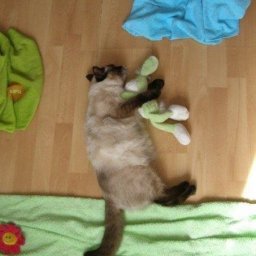 ​Устраиваем фотосессию для кота