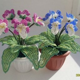 Лесная фиалка или орхидея