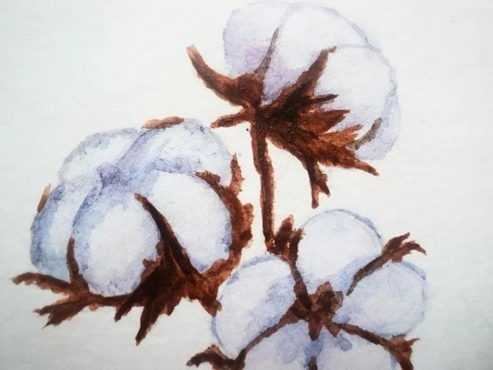 Веточка хлопка акварелью