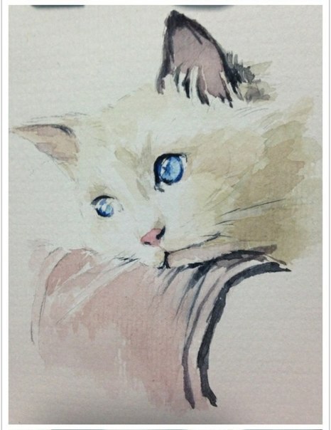 Портрет кошки акварелью