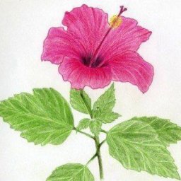 ​Прекрасный цветок гибискуса