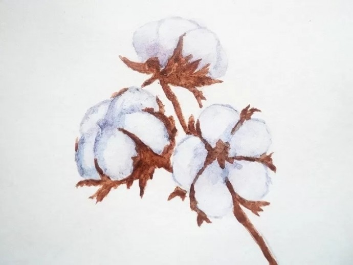 Веточка хлопка акварелью