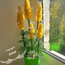 Пахистахис из бисера