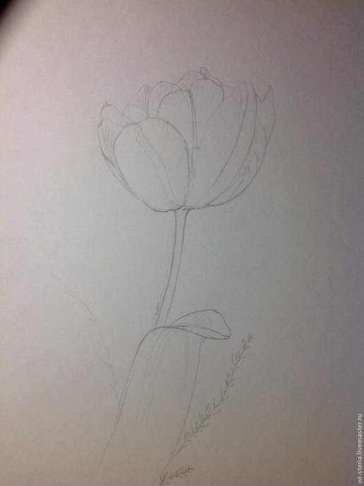 Зимний тюльпан в технике акварельной живописи Зимний тюльпан в технике акварельной живописи