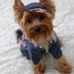 Джинсовый комбинезон для небольших собачек