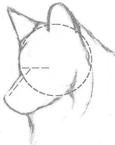 Рисуем волка