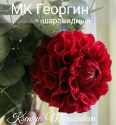 Шаровидный георгин