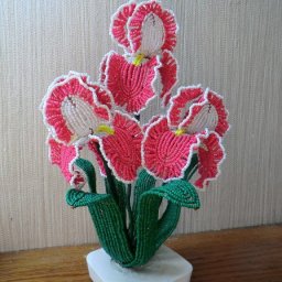 ​Прекрасный цветок двухцветного ириса