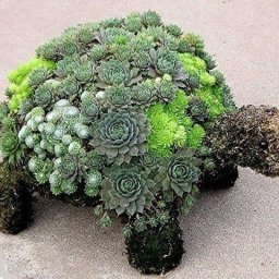 ​Клумба в виде черепашки