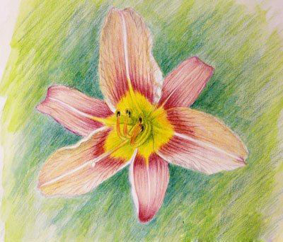 Цветок лилии акварельными карандашами