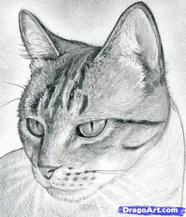 ​Рисуем кота