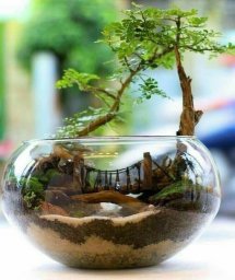 Домашний мини-садик