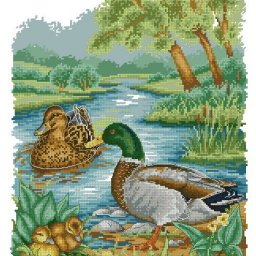 ​Селезень и уточка