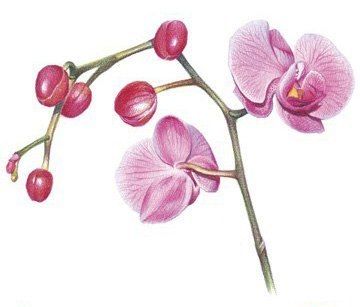 Рисуем орхидею