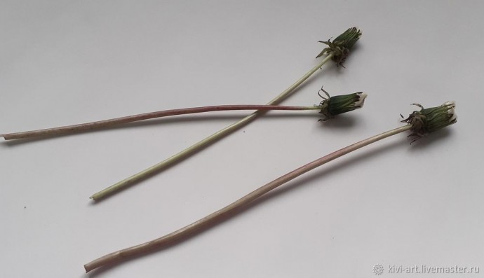 Одуванчиковое счастье