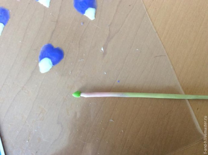 Цветок примулы