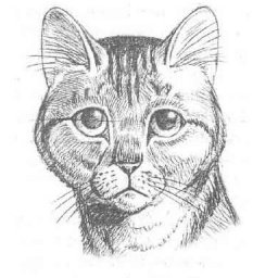 Рисуем кошку простым карандашом