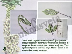 ​Восхитительный эукомис