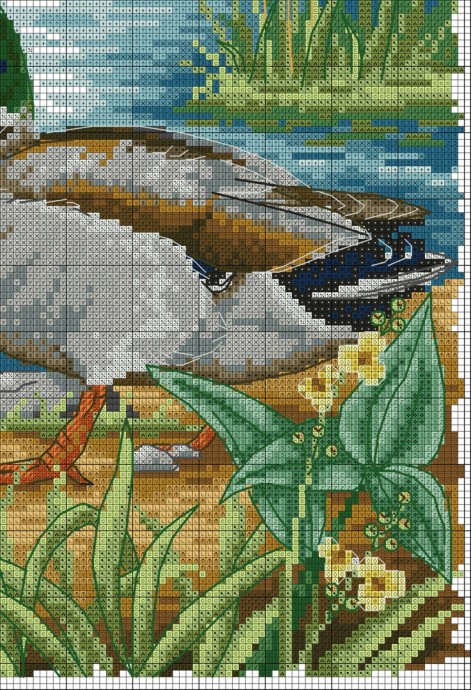 Селезень и уточка Селезень и уточка