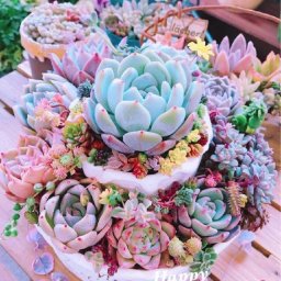 ​Невероятно красивые композиции из суккулентов
