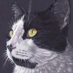 ​Кошечка пастелью