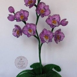 Орхидея "Кокетка"