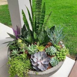 Варианты создания композиций из цветов и суккулентов в частности