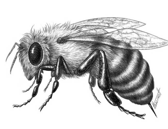 Рисуем пчелу