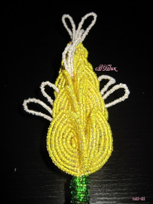 Пахистахис