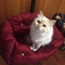 Диванчик для кота