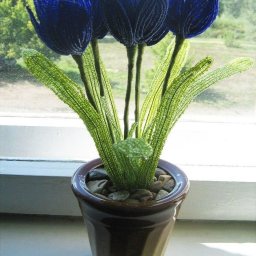 Букетик необычных синих тюльпанов