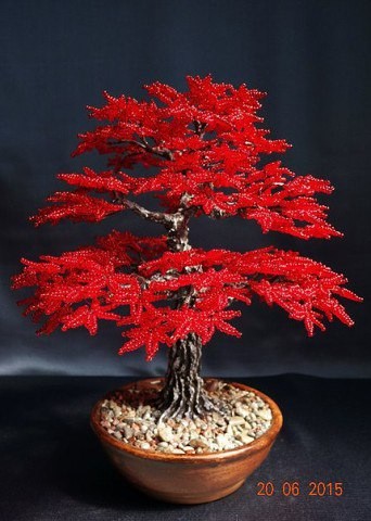 ​Красный бисерный клён