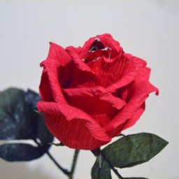 Флористика: роза